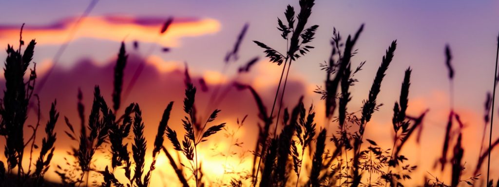 silhouet van graan en gras bij zonsondergang